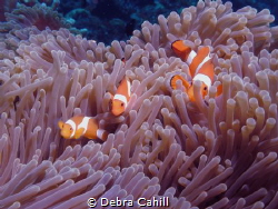 Finding Nemo Clown Anemonefish by Debra Cahill 